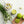 Chamomile Adaptogenic Sparkling Water - 12 Pack