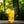 Lemon Ginger Adaptogenic Sparkling Water - 12 Pack